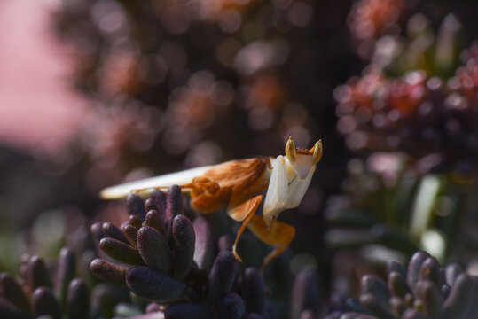 Hymenopus Coronatus