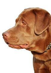 Chocolate Labrador dog close-up with metal collar.
