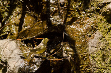 Male Atlantic canary Serinus canaria drinking water. Integral Natural Reserve of Inagua. Gran Canaria. Canary Islands. Spain.
