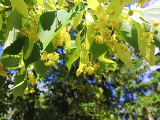 Linden blossom