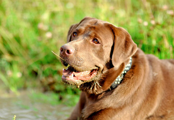 Chocolate Labrador dog close-up with metal collar.