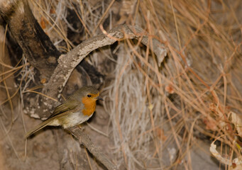 Robin Erithacus rubecula marionae on a branch. Integral Natural Reserve of Inagua. Gran Canaria. Canary Islands. Spain.