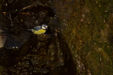 African blue tit Cyanistes teneriffae hedwigii bathing. Integral Natural Reserve of Inagua. Gran Canaria. Canary Islands. Spain.