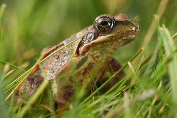 frog in the grass