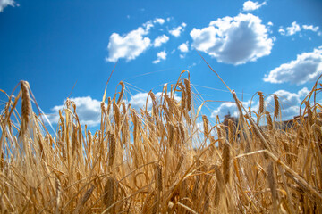 house standing on a field with wheat, sunny day