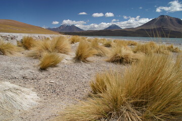 Buschiges Gras in der Atacamawüste in Chile