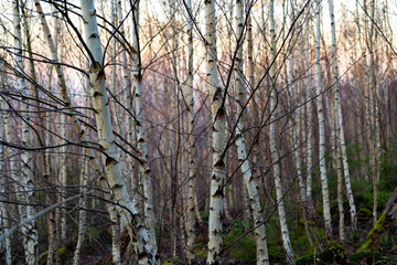 Birke Betula Stämme RInde Wald jung Pionierpflanze Schonung schwarz weiß boreal Laubwald Pflanzung Hintergrund Natur Gehölz Holz Borke Lentizellen Äste Zweige Herbst WInter Jahreszeit Saft Heilkunde