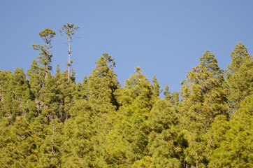 Forest of Canary Island pine Pinus canariensis. Integral Natural Reserve of Inagua. Gran Canaria. Canary Islands. Spain.