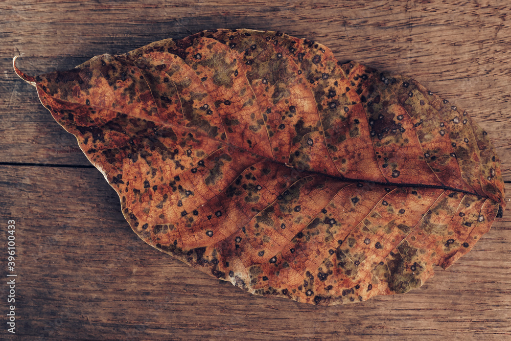 Poster close up beautiful faded old leaf on a brown old wooden table. abstraction autumn style concept. bac