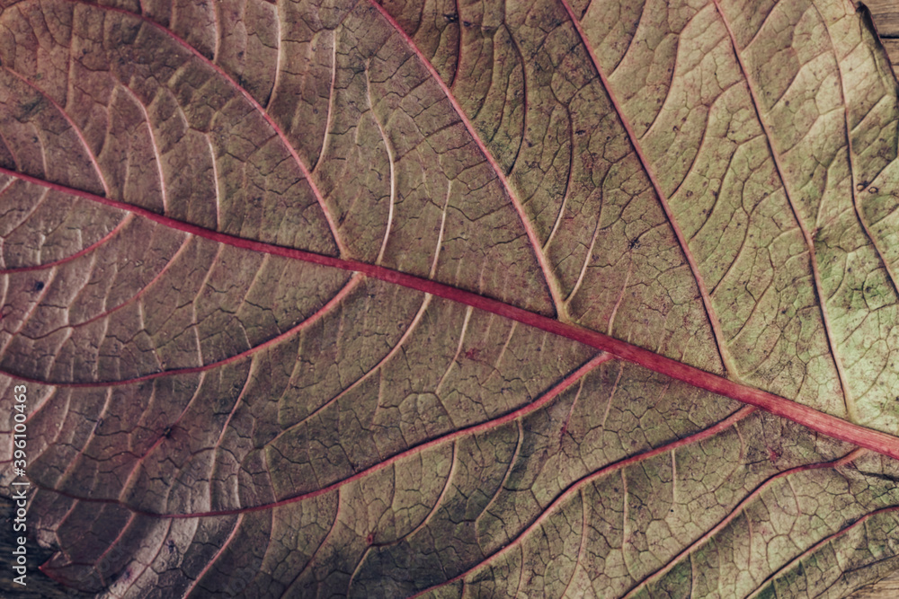 Poster close up beautiful faded old leaf on a brown old wooden table. abstraction autumn style concept. bac