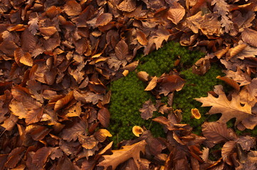 Orange autumn leaves on the moss