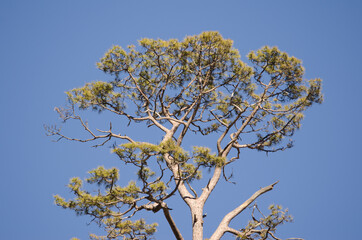 Canary Island pine Pinus canariensis. Integral Natural Reserve of Inagua. Gran Canaria. Canary Islands. Spain.