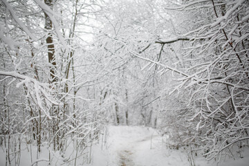 snow on trees in winter forest