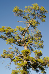 Canary Island pine Pinus canariensis. Integral Natural Reserve of Inagua. Gran Canaria. Canary Islands. Spain.