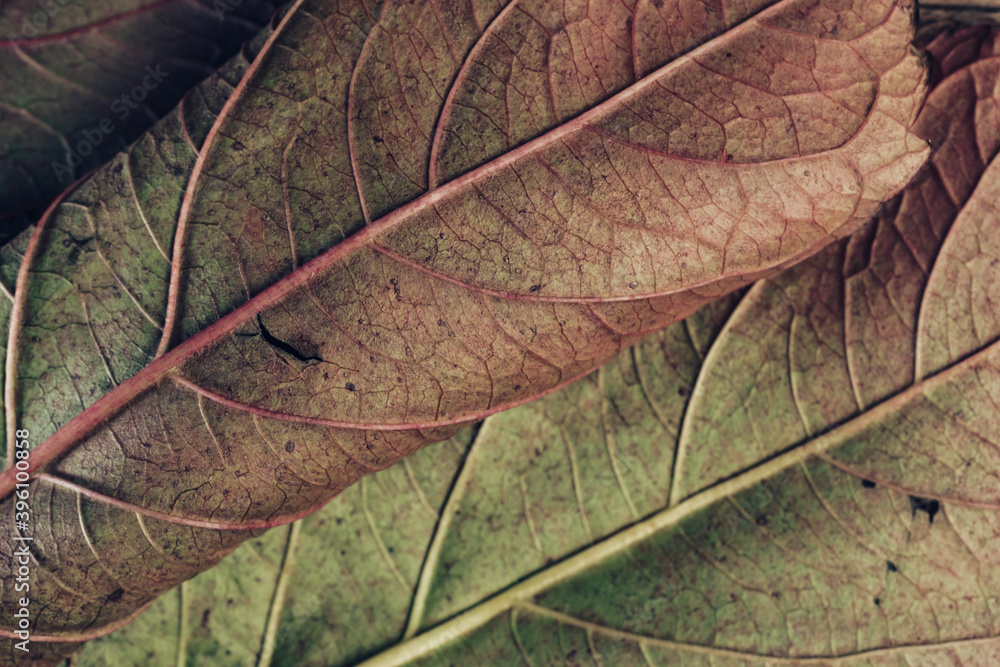 Poster Beautiful leaf teture pattern background for design. Macro photography view.