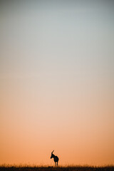 Obraz na płótnie Canvas Impala Sunset Africa 