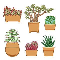 Succulent in flowerpot. Hand drawn set collection.