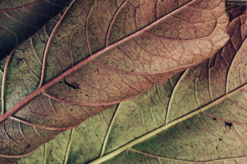 Beautiful leaf teture pattern background for design. Macro photography view.
