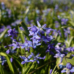 forget me not flowers