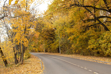 
golden autumn, road through the forest