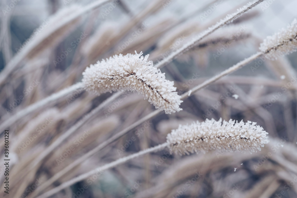 Aufkleber Beautiful frozen wild grass  of a wild greater. Nature background pattern texture for design.