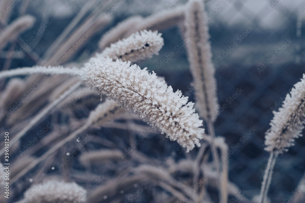 Aufkleber beautiful frozen wild grass of a wild greater. nature background pattern texture for design.
