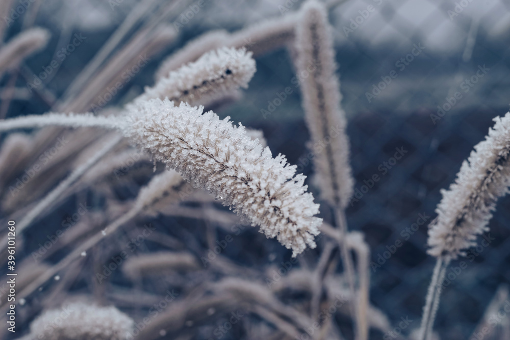 Aufkleber beautiful frozen wild grass of a wild greater. nature background pattern texture for design.