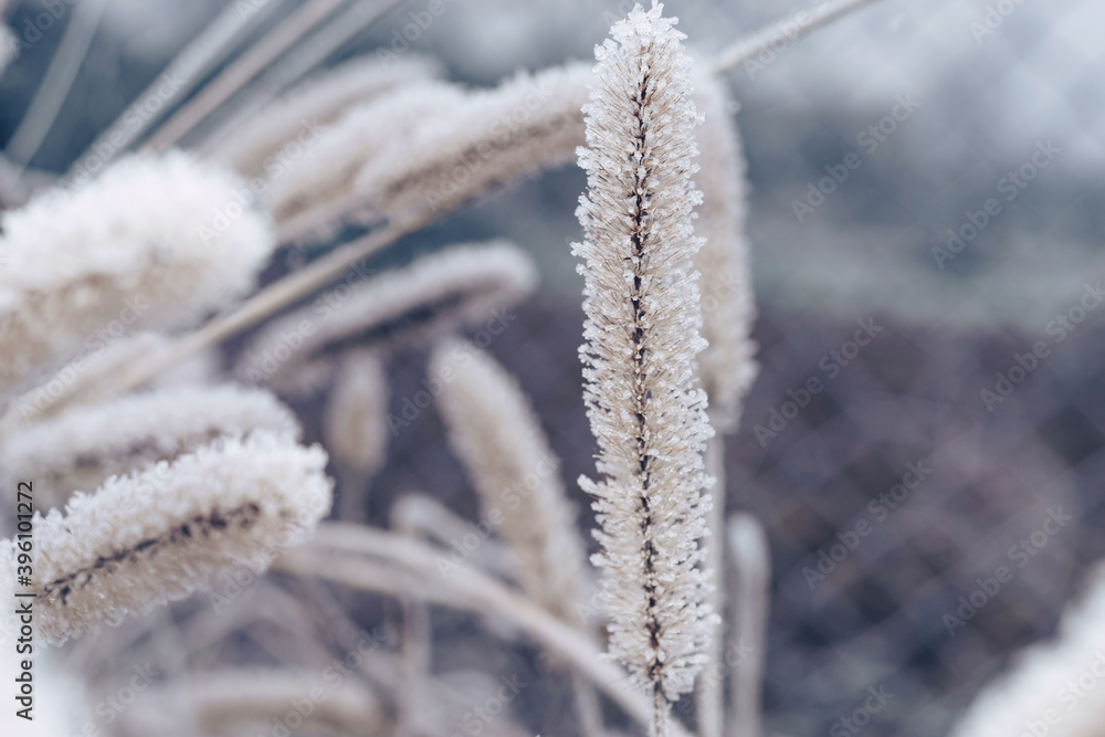Aufkleber Close up frozen wild grass of a wild greater. Nature background pattern texture for design.