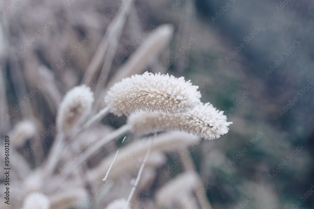 Aufkleber Close up frozen wild grass of a wild greater. Nature background pattern texture for design.