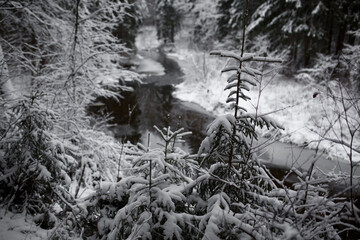 snow on trees in winter forest