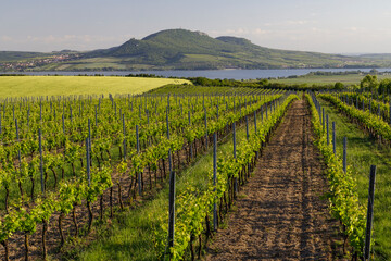 Fototapeta na wymiar Spring vineyards under Palava near Sonberk, South Moravia, Czech Republic
