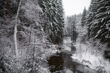 snow on trees in winter forest