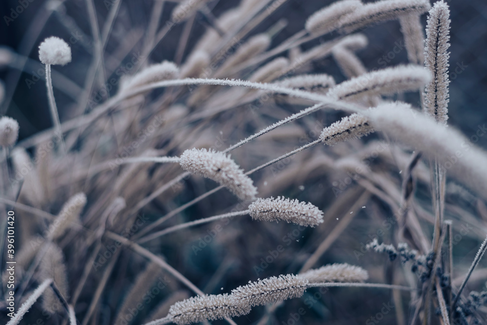 Aufkleber beautiful frozen wild grass of a wild greater. nature background pattern texture for design.