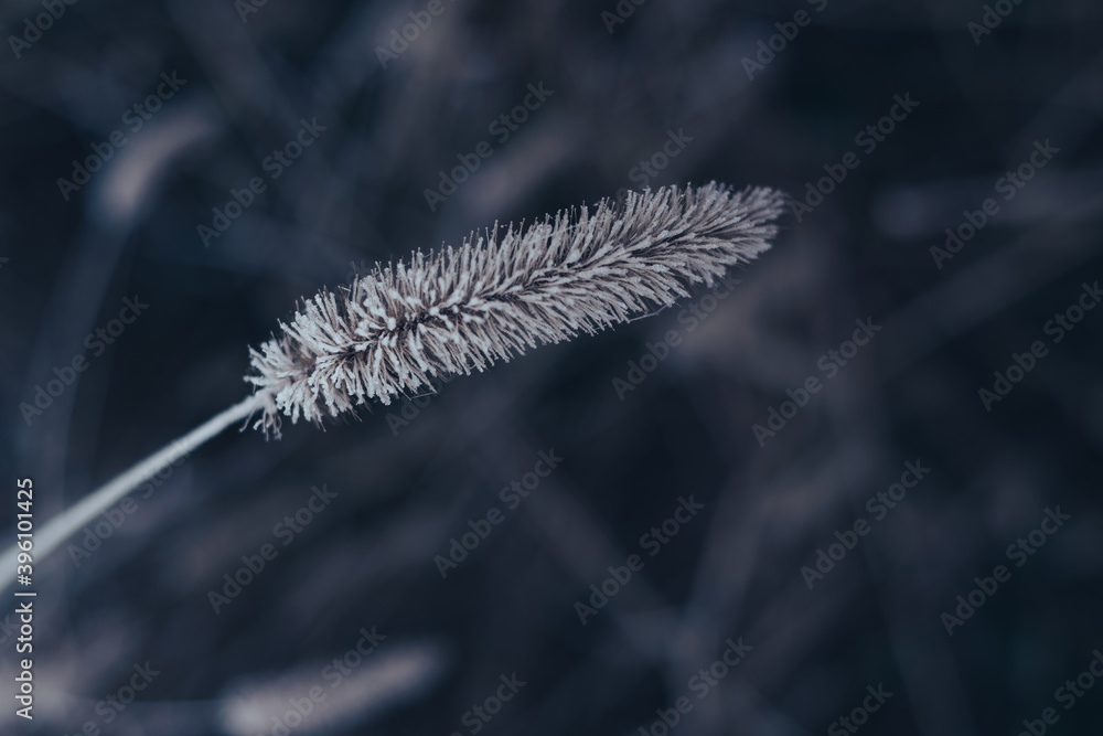 Aufkleber Close up frozen wild grass of a wild greater. Nature background pattern texture for design.