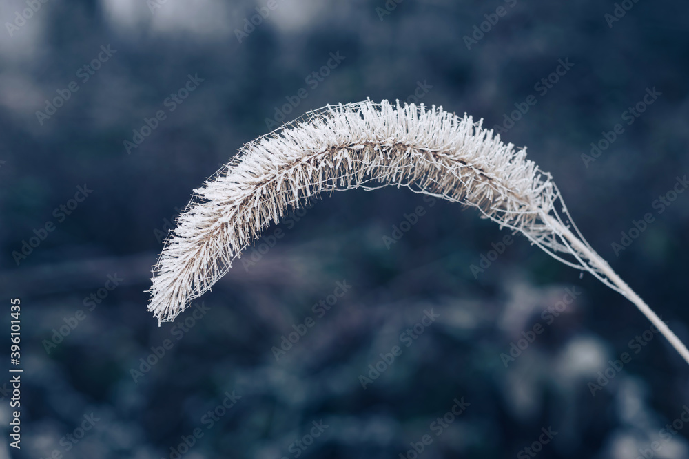 Aufkleber Close up frozen wild grass of a wild greater. Nature background pattern texture for design.