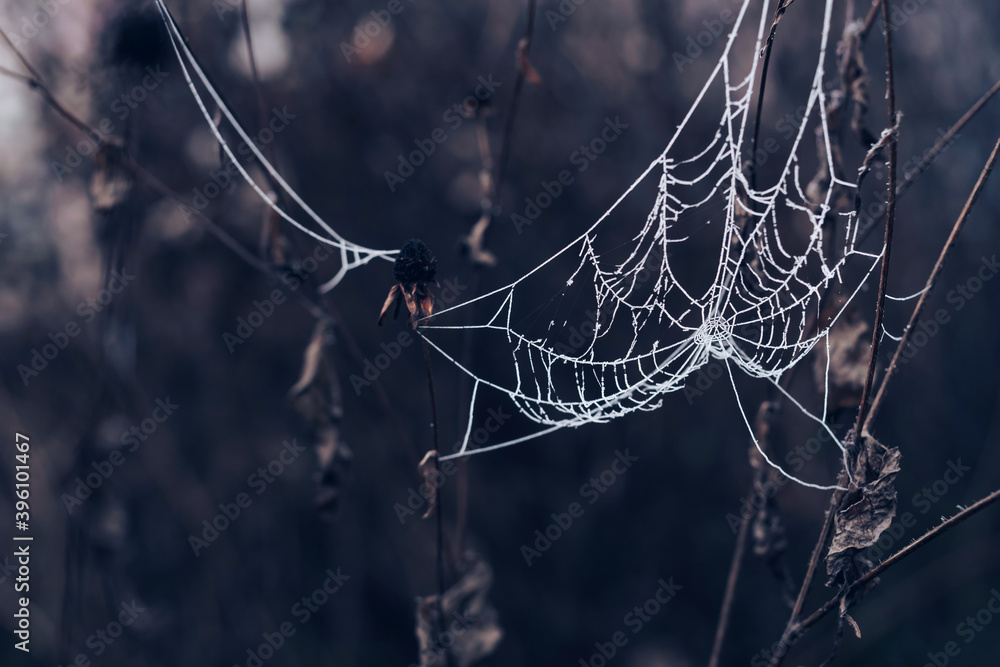 Poster Frozen spider web background winter. Frozen nature. A cobweb on the grass in a woods covered by iced frost..