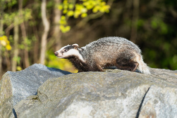 The Forest Badger (Meles Meles) in its typical drenching. The badger is a beast of the weasel family.