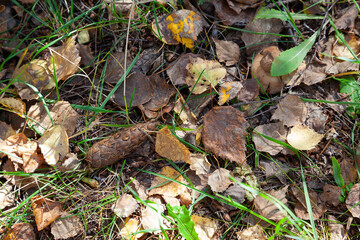 Spruce cone fallen on the ground anong dry autumn leaves and grass, forest background, selective focus, top view