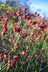 red rosehip berries on a bush