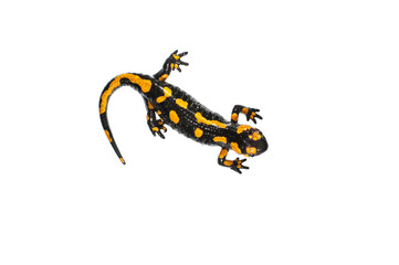 Fire salamander (Salamandra salamandra) on white background, Italy.