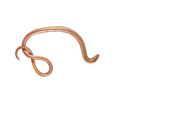 Blindworm (Anguis veronensis) on white background, Italy.