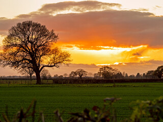 Fototapeta na wymiar Oak tree with bare winter branches in a field with a beautiful sunset sky near York, England