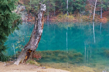 Jeziorko Błękitne Jesień Drzewo Sowa Odbicia w wodzie 3 © FotoArt MP