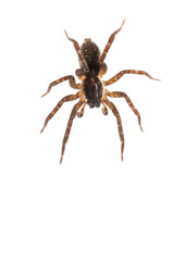 Wolf spider (Pirata hygrophilus) on white background.