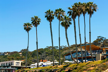 Palm trees on the beach in San Diego,California,America.