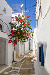 Greek whitewashed street decorated with bougainvillea flowers in Chora on Ios Island. Cyclades