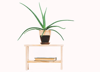 Isolated aloe plant on a small handmade wooden chair with a green book on the lower shelf, on a white background. Concept: hygge, minimalism, simplicity