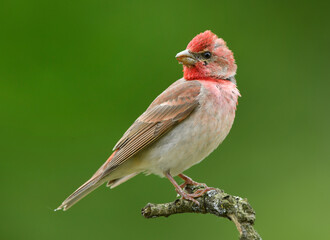 Common rosefinch ( carpodacus erythrinus ) male