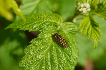 Eupeodes luniger - Mondfleck Feldschwebfliege
