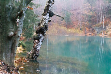 Jeziorko Błękitne Jesień Drzewo Wskaźnik Odbicia w wodzie 2 - obrazy, fototapety, plakaty